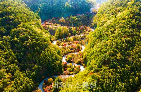 단풍으로 물 들은 단양 보발재 만산홍엽(滿山紅葉)의 장관!(사진=단양군)