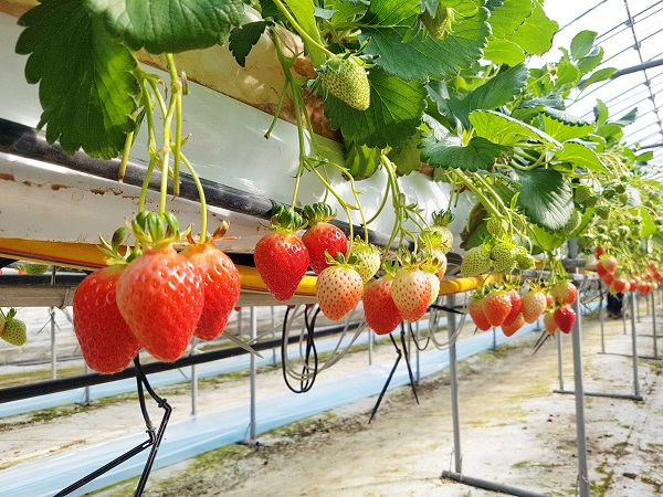 ▲본격 출하를 앞둔 화순군 명품 딸기가 온실에서 빨갛게 익어가고 있다.(사진제공=화순군)